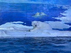 -海合安天津极地海洋公园