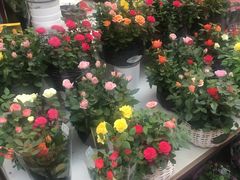 -秦美花卉(天朗·莱茵小城2期店)