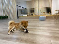 -柴迷FANS CLUB·柴犬狗咖·猫咖