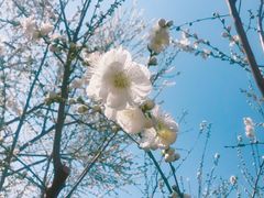 -金宫殿故址