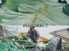 -柳浪闻莺公园