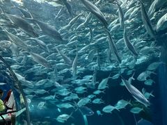 -上海海洋水族馆