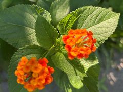 -昆山城市生态森林公园