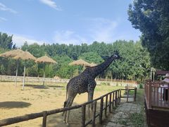 -北京野生动物园