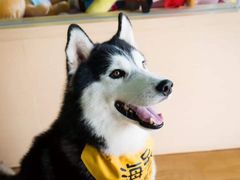 -Husky Go! 哈士奇体验馆·宠物咖啡厅狗咖