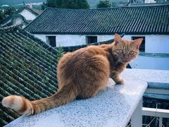 -喵屿·大理花园猫咖