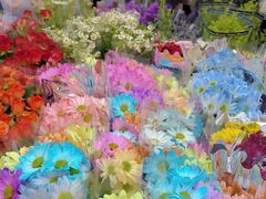 -宝鸡东道花鸟鱼虫市场(吉利花园商场店)