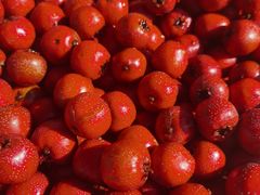 -前小桔亲子创意农场·草莓采摘·露营烧烤