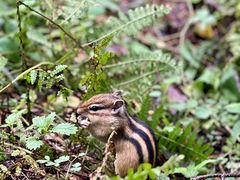 -五营红松林海景区