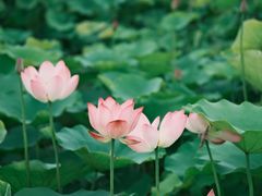 -梁鸿国家湿地公园