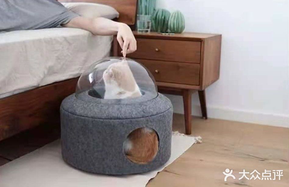 撸猫族必备家具，你怎么可以没有