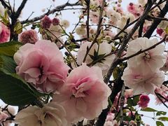 -天适樱花悠乐园