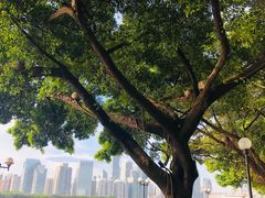 -珠江夜游广州塔·中大码头