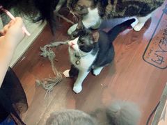 -李小姐の猫咖啡馆(五角场店)