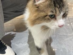 -1013 PET SHOP精品宠物商店(丁香店)