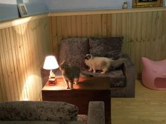android_upload_pic-猫色咖啡·猫咖