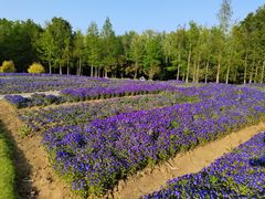 -同里国家湿地公园