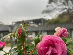 -清湖文化公园
