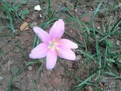 路边的小花-东莞市可园博物馆