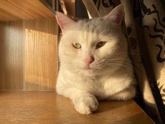 -北京赛佳动物医院