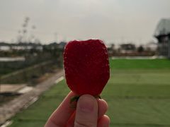 -小鱼草莓采摘园农家乐·小鱼餐厅
