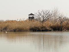 -盐城丹顶鹤湿地生态旅游区