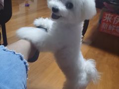 -翊宠yipet猫狗购宠庄园犬舍•猫舍