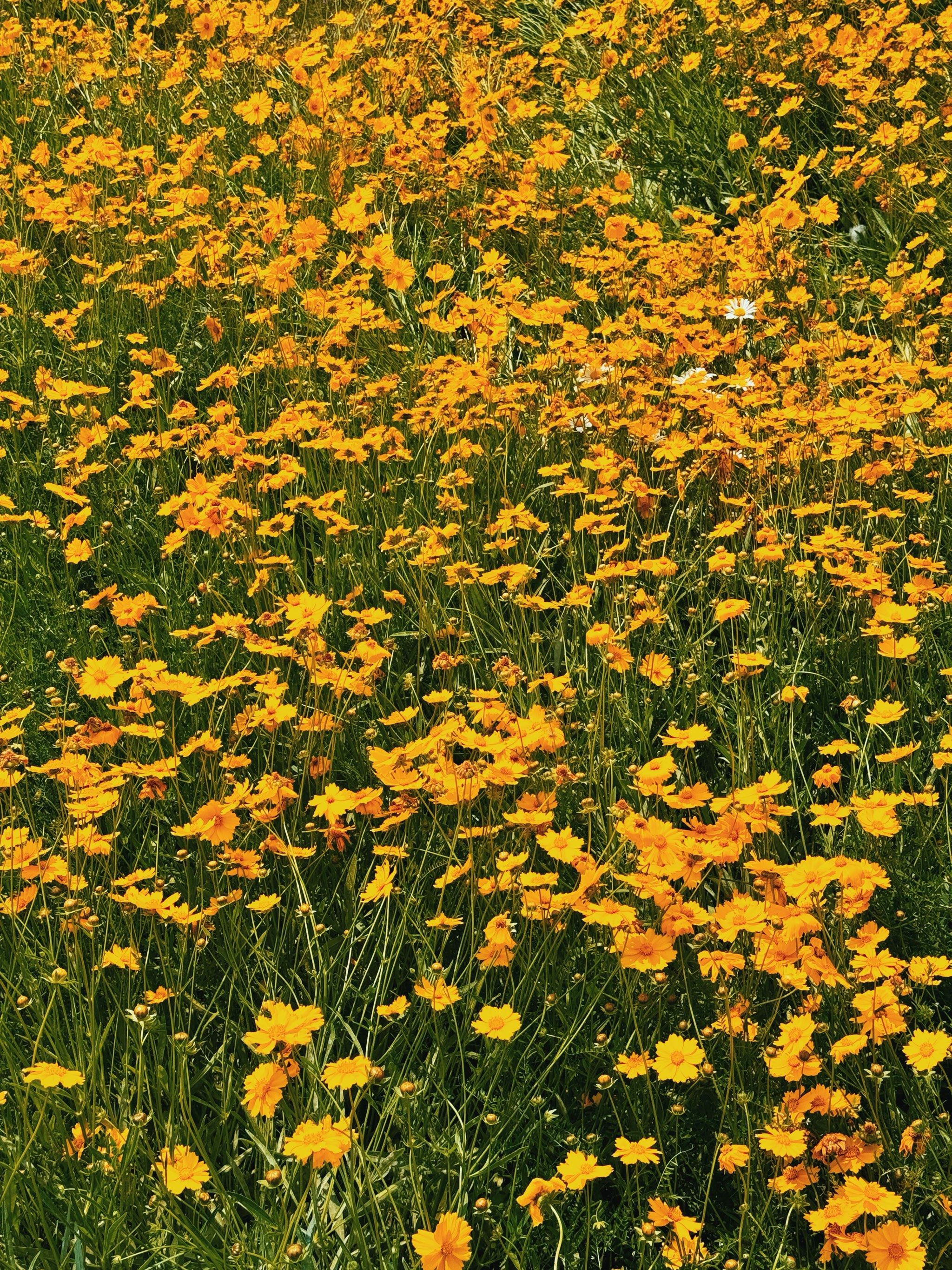 南京玩乐|来江心洲感受黄色花海