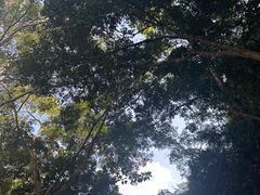 -野象谷景区