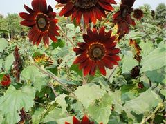 iphone_upload_pic-郑州植物园