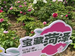 -曹州牡丹园