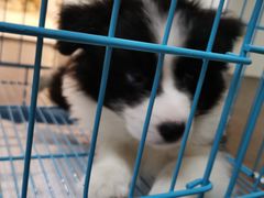 -翊宠yipet猫狗购宠庄园犬舍•猫舍