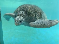 -珠海长隆海洋王国