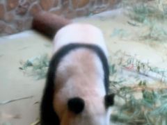 景点-成都大熊猫繁育研究基地