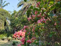 -中国科学院西双版纳热带植物园