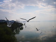 -七彩云南茶(七彩云南第壹城店)