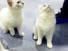 -喵的天空名猫咖啡馆·撸猫·猫舍·用品