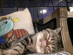 -more than meow吴止猫主题餐厅(承德 中船汇店)