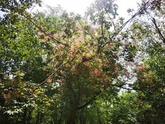 -滕州微山湖红荷湿地景区