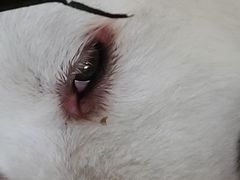 -立德动物医院·24小时中心(番禺区院区)