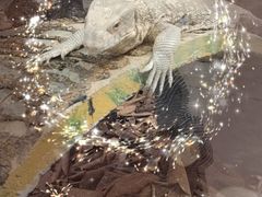 -广州长隆飞鸟乐园