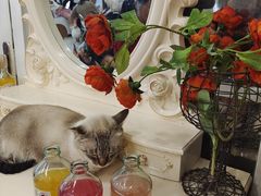 -共舞时光猫咖·狗咖(新街口店)