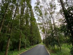 -东平国家森林公园