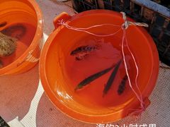 -枸杞岛