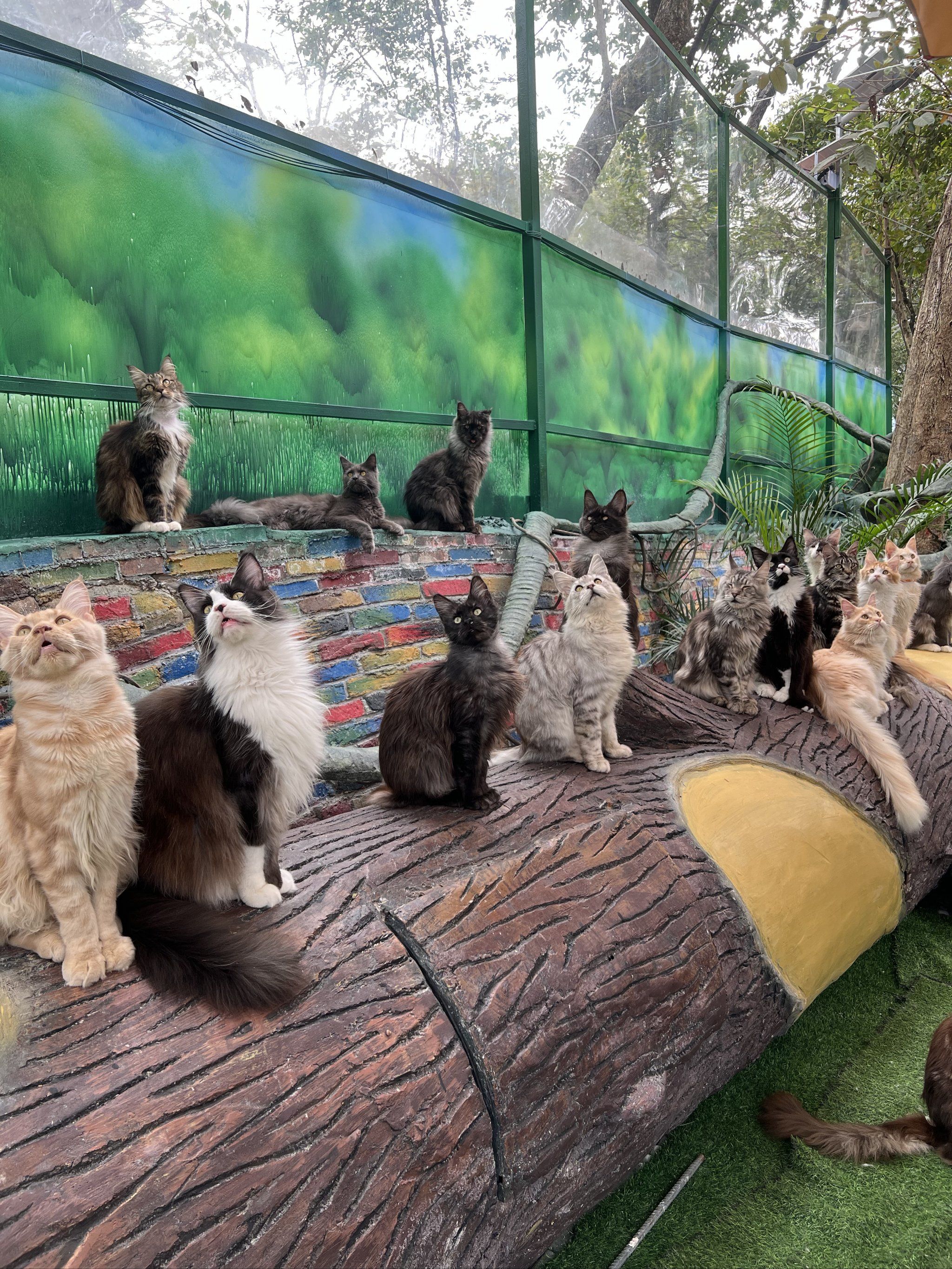 悠闲猫咪花园时光