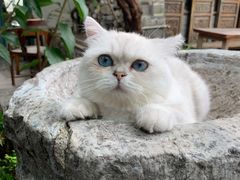 -喵屿·大理花园猫咖