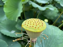 -莲花池公园