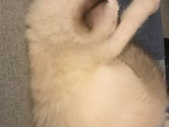-Bastet sally猫舍购宠(静安店)