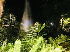 -绿光森林餐厅