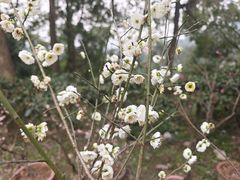 -南山植物园